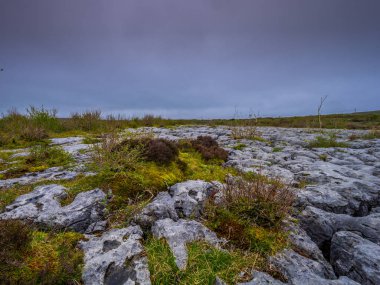 Kayalık zemin ve tuhaf taş Burren İrlanda