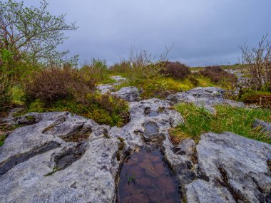 Kayalık zemin ve tuhaf taş Burren İrlanda