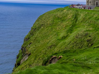 Yeşil çim ve İrlanda Moher Cliffs, doğa