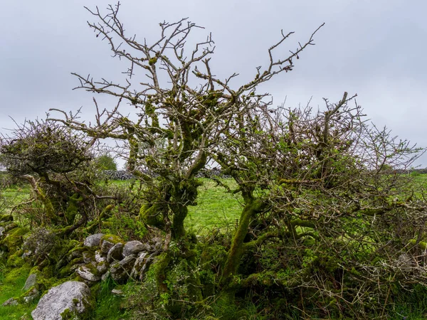 Divoké stromy v irské krajině — Stock fotografie