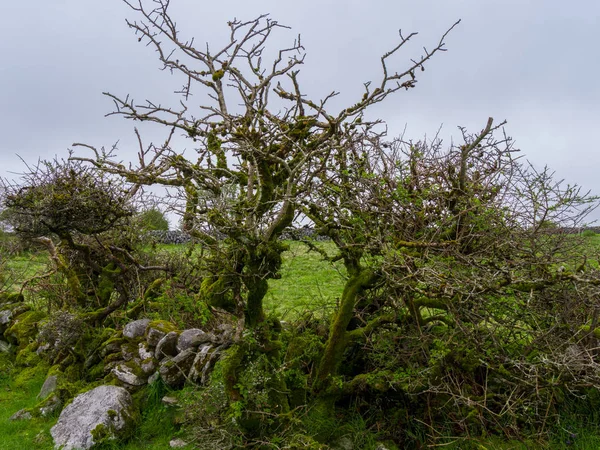 Divoké stromy v irské krajině — Stock fotografie