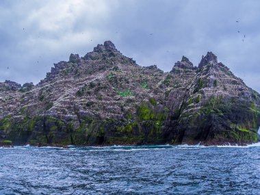 Skellig Adaları - martı Adası yaban hayatı