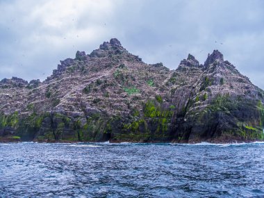 Martı Adası - Skelligs kuşlara binlerce