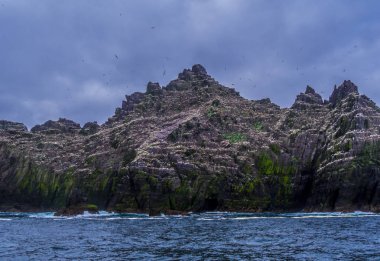 Şaşırtıcı martı Adası'nda Skelligs Adaları - 70000 kuşlar için ev