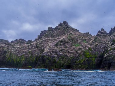 Şaşırtıcı martı Adası'nda Skelligs Adaları - 70000 kuşlar için ev