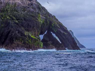 Şaşırtıcı martı Adası'nda Skelligs Adaları - 70000 kuşlar için ev