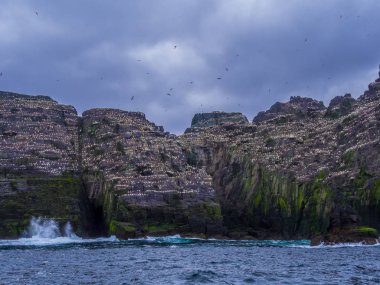 Şaşırtıcı martı Adası'nda Skelligs Adaları - 70000 kuşlar için ev