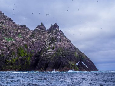 Skellig Adaları - martı Adası yaban hayatı
