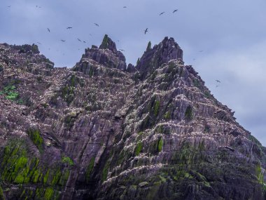 Şaşırtıcı martı Adası'nda Skelligs Adaları - 70000 kuşlar için ev