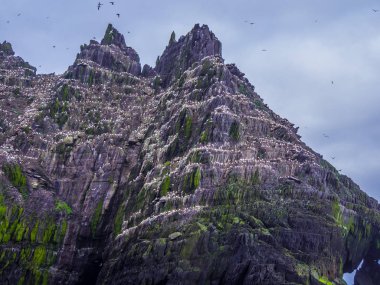 Martı Adası - Skelligs kuşlara binlerce