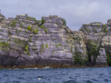 İrlanda - martı Adası onun şaşırtıcı yaban hayatı ile Skellig Adaları