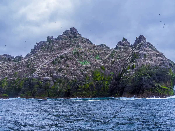 Skellig Adaları - martı Adası yaban hayatı