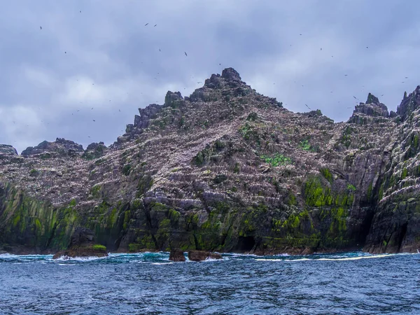 Martı Adası - Skelligs kuşlara binlerce