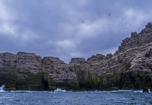 Skellig Adaları - martı Adası yaban hayatı