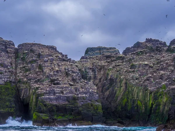 Martı Adası - Skelligs kuşlara binlerce