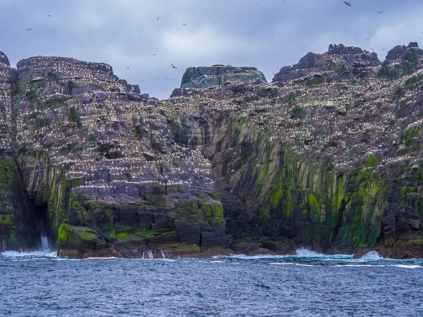 Martı Adası - Skelligs kuşlara binlerce