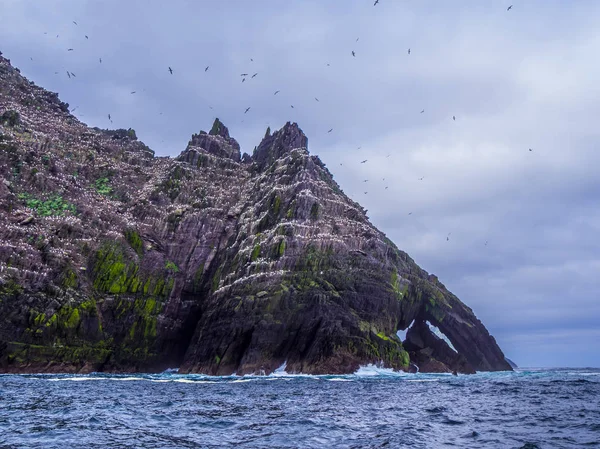 Skellig Adaları - martı Adası yaban hayatı