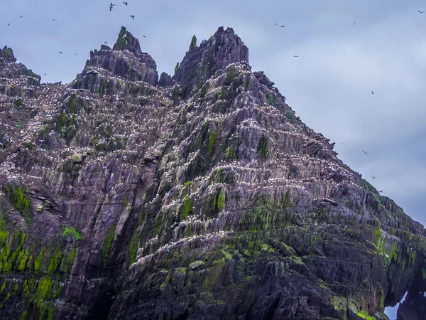 Milhares de aves em Puffin Island - Os Skelligs — Fotografia de Stock