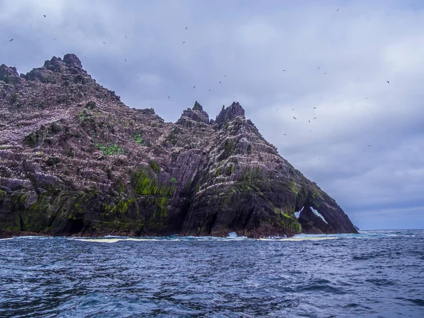 Şaşırtıcı martı Adası'nda Skelligs Adaları - 70000 kuşlar için ev