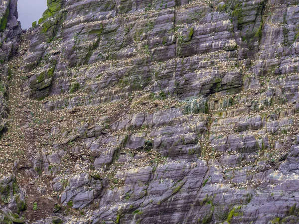 Скелетные острова в Ирландии - остров Паффин с его удивительной дикой природой — стоковое фото