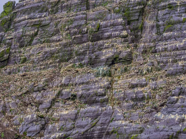 Wyspy Skellig w Irlandii - Puffin Island z jego niesamowite przyrody — Zdjęcie stockowe