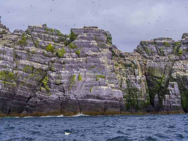 İrlanda - martı Adası onun şaşırtıcı yaban hayatı ile Skellig Adaları