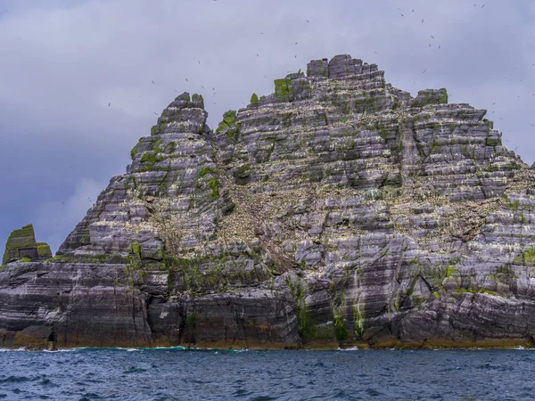 İrlanda - martı Adası onun şaşırtıcı yaban hayatı ile Skellig Adaları