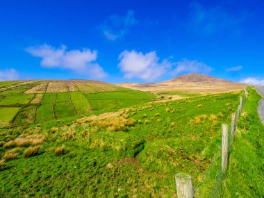 Güzel doğa ve yeşillik, Dingle Yarımadası İrlanda