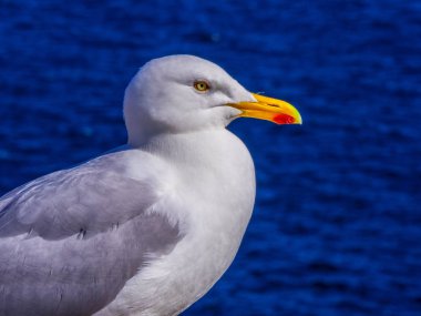 Martı, Atlantik Okyanusu'nun sahil şeridi