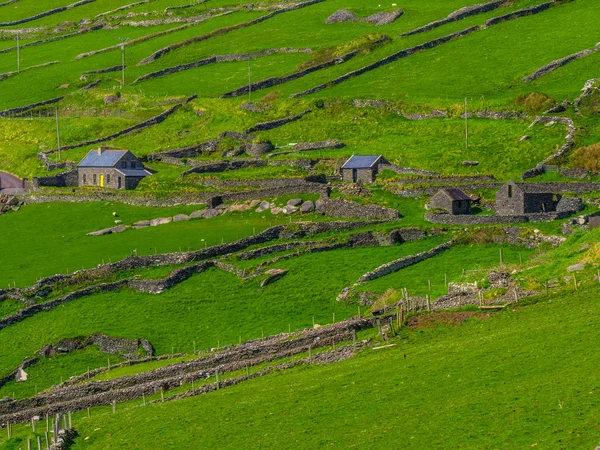 Güzel doğa ve yeşil tepeler Dingle Yarımadası'nda İrlanda