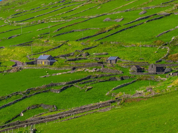 Güzel doğa ve yeşil tepeler Dingle Yarımadası'nda İrlanda