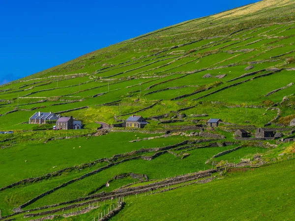 Güzel doğa ve yeşil tepeler Dingle Yarımadası'nda İrlanda