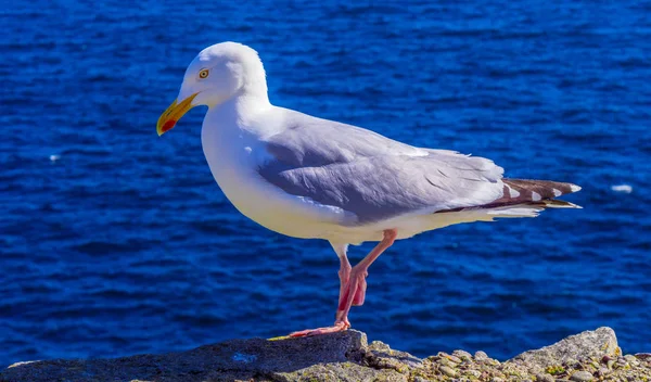 Martı, Atlantik Okyanusu'nun sahil şeridi