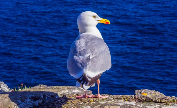 Martı, Atlantik Okyanusu'nun sahil şeridi