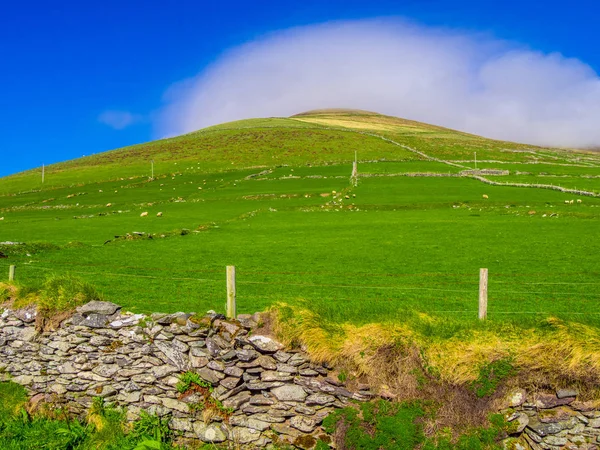 Grüne Hügel auf der Halbinsel Dingle in Irland — Stockfoto