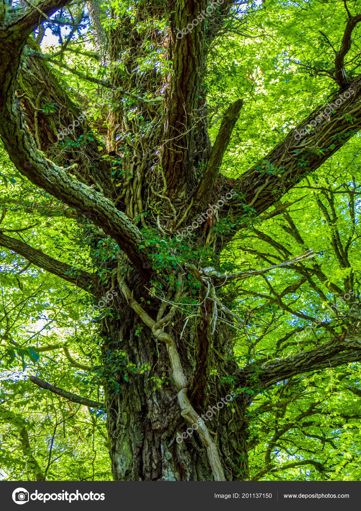 Awesome Trees And Nature At Killarney National Park Stock Photo