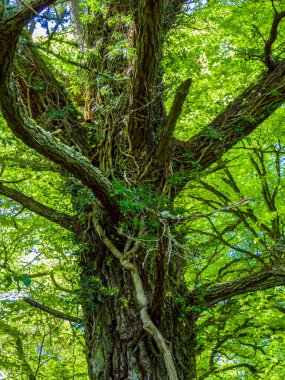 Korku veren ağaçlar ve doğa, Killarney Milli Parkı