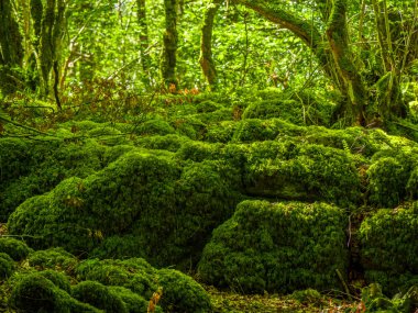Yosunlu zemin ve harika vahşi doğa, Killarney Milli Parkı