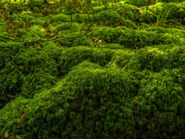Yosunlu zemin ve harika vahşi doğa, Killarney Milli Parkı