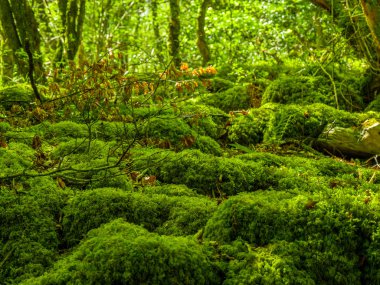 Yosunlu zemin ve harika vahşi doğa, Killarney Milli Parkı