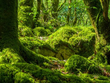Yosunlu zemin ve harika vahşi doğa, Killarney Milli Parkı