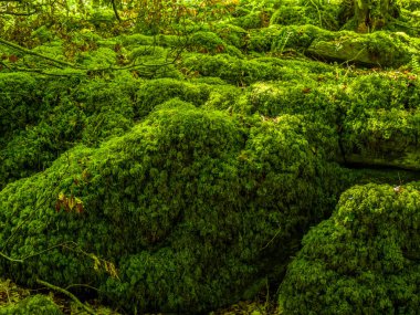 Yosunlu zemin ve harika vahşi doğa, Killarney Milli Parkı
