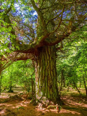 Güzel eski ağaçlar, Killarney Milli Parkı - vahşi doğa