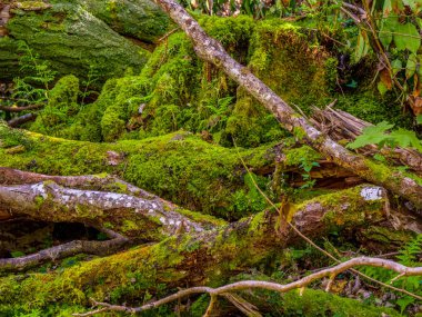 Güzel eski ağaçlar, Killarney Milli Parkı - vahşi doğa
