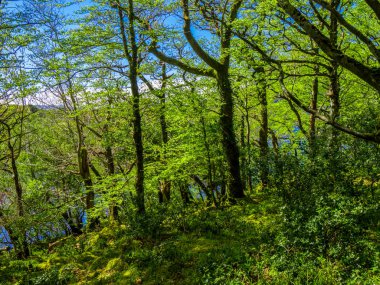 Killarney Milli Parkı - İrlanda güzel bir yer