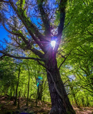 Muhteşem eski ağaçlar Killarney Milli Parkı'nda-harika doğa