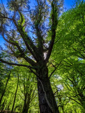 Muhteşem eski ağaçlar Killarney Milli Parkı'nda-harika doğa