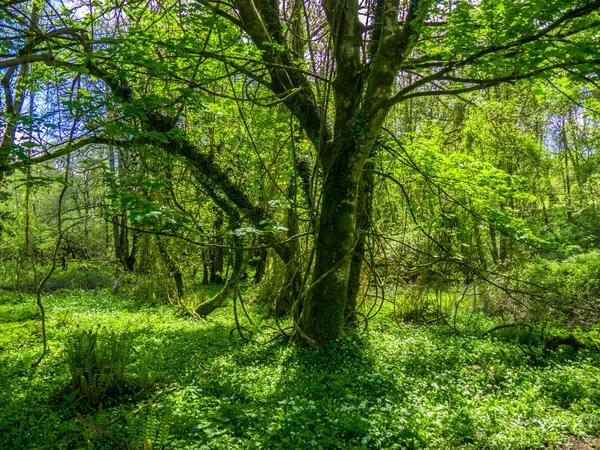 Traumhafte Bäume und Natur im Killarney Nationalpark — Stockfoto