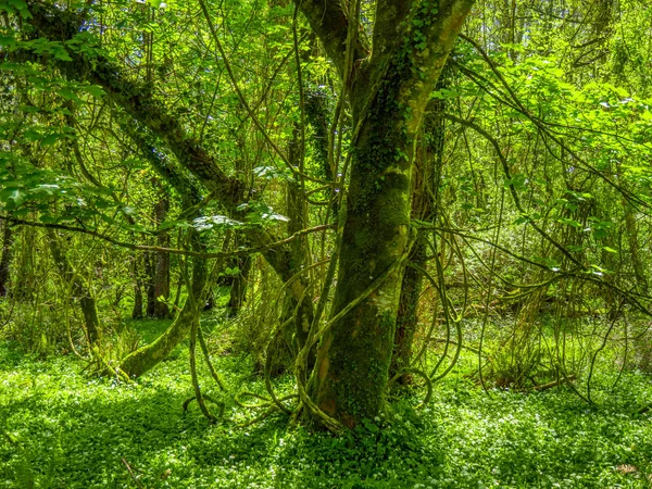 Arbres impressionnants et nature au parc national Killarney — Photo
