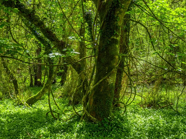Traumhafte Bäume und Natur im Killarney Nationalpark — Stockfoto